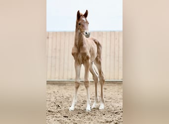Oldenburger, Merrie, , 170 cm, Donkere-vos
