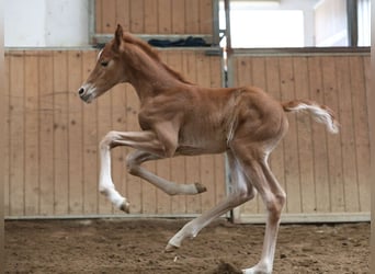 Oldenburger, Merrie, , 170 cm, Donkere-vos