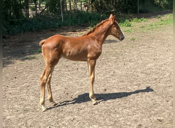 Oldenburger, Merrie, , 170 cm, Vos