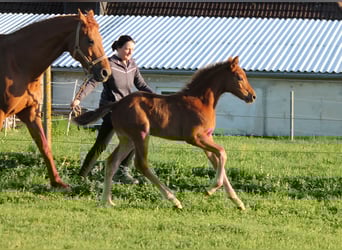 Oldenburger, Merrie, , 170 cm, Vos