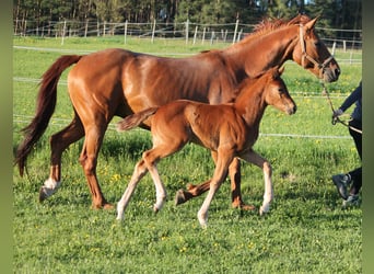 Oldenburger, Merrie, , 170 cm, Vos