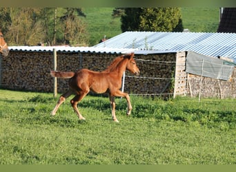 Oldenburger, Merrie, , 170 cm, Vos