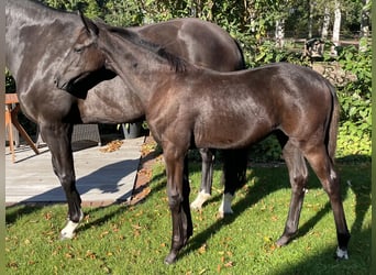 Oldenburger, Merrie, veulen (04/2024), 170 cm, Zwartbruin