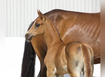 Oldenburger, Merrie, veulen (05/2024), 174 cm, Donkere-vos