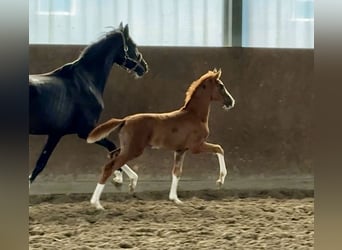 Oldenburger, Merrie, , 174 cm, Donkere-vos