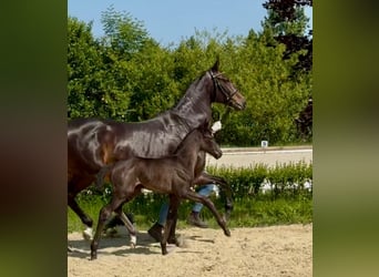 Oldenburger, Merrie, Veulen (06/2025), 175 cm, Zwart