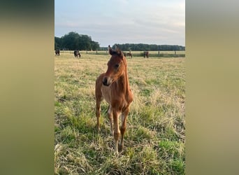 Oldenburger, Merrie, Veulen (05/2025), Bruin