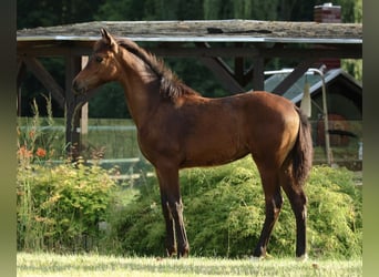 Oldenburger, Merrie, Veulen (02/2025), Bruin