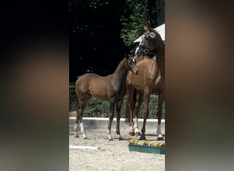 Oldenburger, Merrie, Veulen (04/2026), Bruin