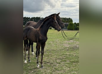 Oldenburger, Merrie, Veulen (05/2026), Bruin