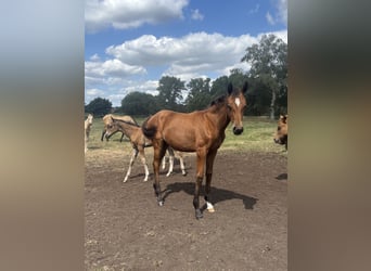 Oldenburger Mix, Merrie, Veulen (03/2026), Bruin