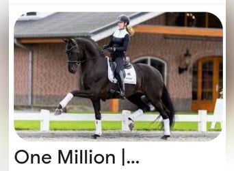 Oldenburger, Merrie, Veulen (04/2025), Donkerbruin