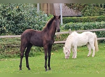 Oldenburger, Merrie, Veulen (04/2025), Donkerbruin