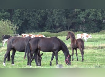 Oldenburger, Merrie, Veulen (04/2025), Donkerbruin
