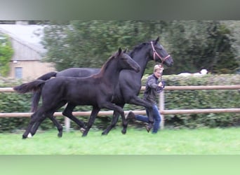 Oldenburger, Merrie, Veulen (04/2025), Donkerbruin