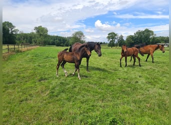 Oldenburger, Merrie, Veulen (04/2025), Donkerbruin