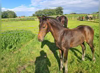 Oldenburger, Merrie, Veulen (04/2025), Donkerbruin