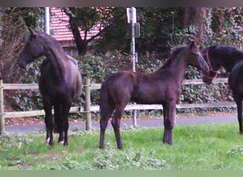 Oldenburger, Merrie, Veulen (04/2025), Donkerbruin