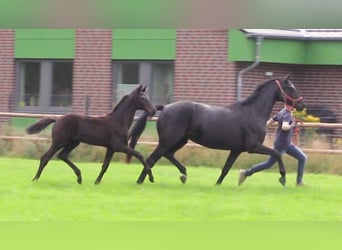 Oldenburger, Merrie, Veulen (04/2025), Donkerbruin