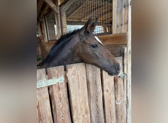 Oldenburger, Merrie, veulen (05/2023), Donkerbruin