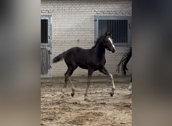 Oldenburger, Merrie, Veulen (06/2026), Donkerbruin
