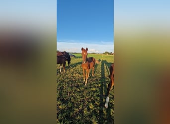 Oldenburger, Merrie, veulen (03/2023), Donkere-vos