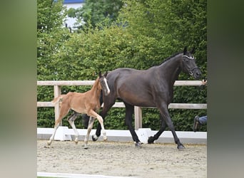 Oldenburger, Merrie, Veulen (03/2026), Donkere-vos