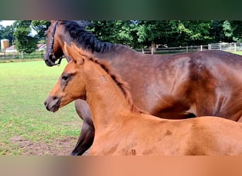 Oldenburger, Merrie, Veulen (05/2025), Donkere-vos