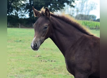 Oldenburger, Merrie, Veulen (05/2025), Donkere-vos