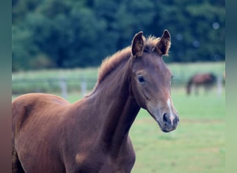 Oldenburger, Merrie, Veulen (05/2025), Donkere-vos