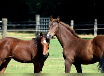 Oldenburger, Merrie, Veulen (05/2025), Donkere-vos