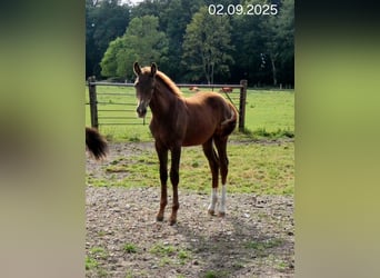 Oldenburger, Merrie, Veulen (05/2025), Donkere-vos