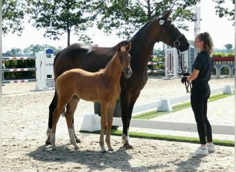 Oldenburger, Merrie, Veulen (05/2025), Donkere-vos