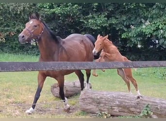 Oldenburger, Merrie, Veulen (05/2025), Donkere-vos