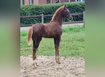 Oldenburger, Merrie, Veulen (06/2025), Donkere-vos