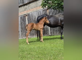 Oldenburger, Merrie, Veulen (05/2026), Donkere-vos