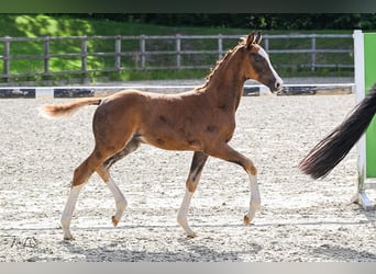 Oldenburger, Merrie, Veulen (06/2025), Donkere-vos