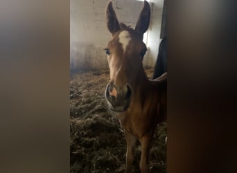 Oldenburger, Merrie, veulen (06/2024), Donkere-vos