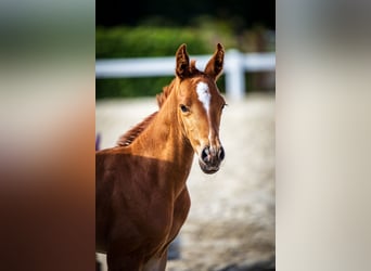 Oldenburger, Merrie, veulen (06/2024), Donkere-vos