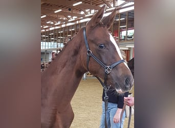 Oldenburger, Merrie, Veulen (04/2025), Donkere-vos