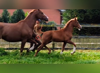 Oldenburger, Merrie, veulen (05/2023), Donkere-vos