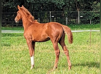 Oldenburger, Merrie, veulen (05/2023), Donkere-vos