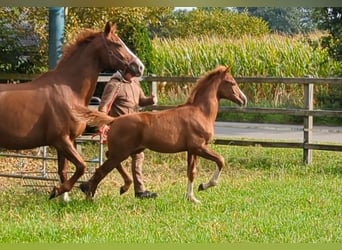 Oldenburger, Merrie, veulen (05/2023), Donkere-vos