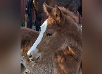 Oldenburger, Merrie, Veulen (03/2026), Donkere-vos