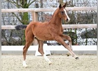 Oldenburger, Merrie, Veulen (02/2026)