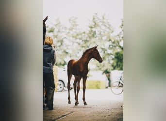 Oldenburger, Merrie, veulen (06/2023), Roodbruin
