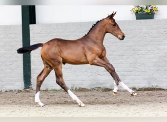 Oldenburger, Merrie, Veulen (04/2026), Roodbruin