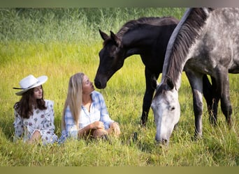 Oldenburger, Merrie, Veulen (01/2025), Schimmel
