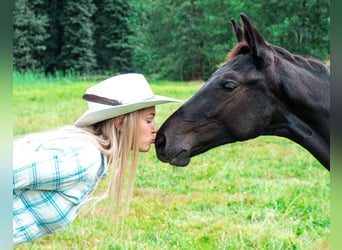 Oldenburger, Merrie, Veulen (01/2025), Schimmel
