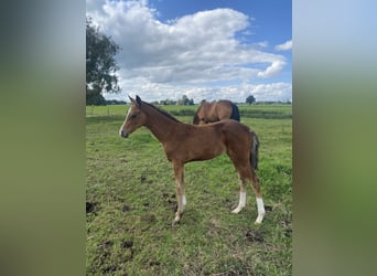 Oldenburger Mix, Merrie, veulen (05/2024)